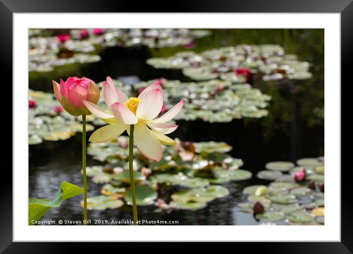 Sunlit Pink and White  Lotus Flowers.  Framed Mounted Print by Steven Gill