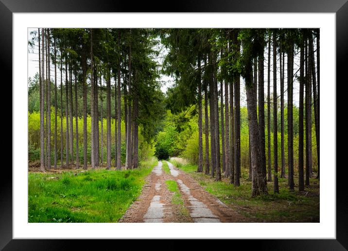 Road in early summer forest. National park Sumava. Framed Mounted Print by Sergey Fedoskin