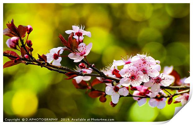 Cherry Blossum Print by D.APHOTOGRAPHY 