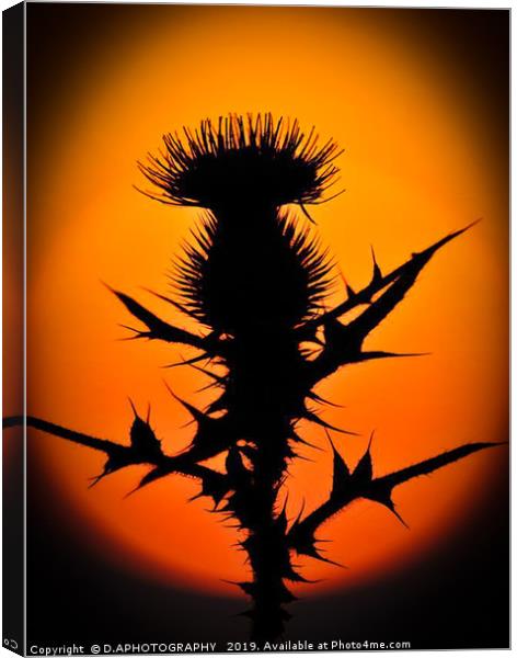 A thistle in the sun Canvas Print by D.APHOTOGRAPHY 