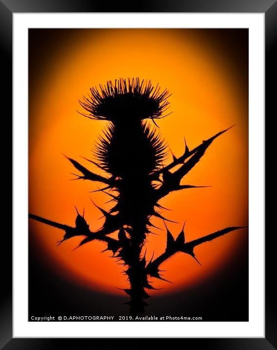 A thistle in the sun Framed Mounted Print by D.APHOTOGRAPHY 