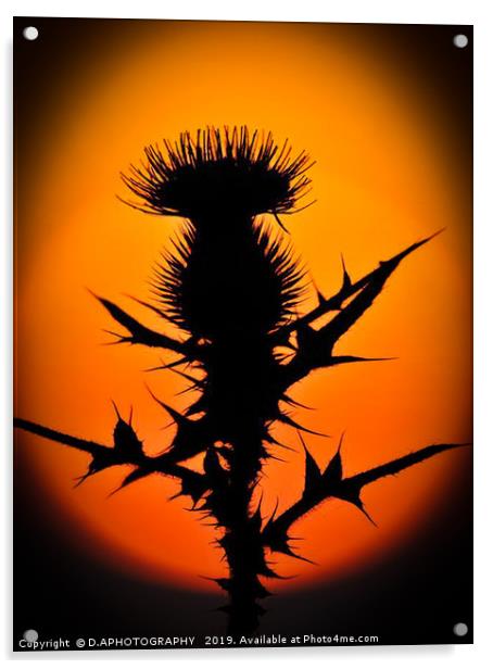 A thistle in the sun Acrylic by D.APHOTOGRAPHY 