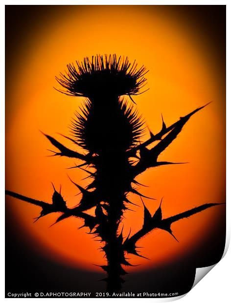 A thistle in the sun Print by D.APHOTOGRAPHY 