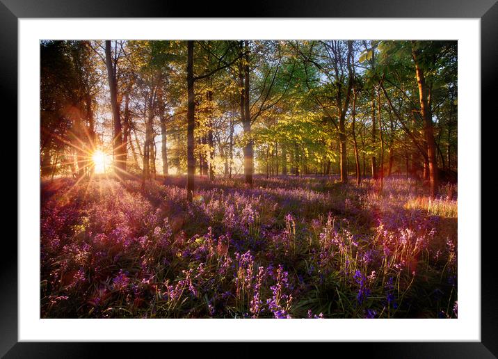 Dawn light shines through bluebell forest Framed Mounted Print by Simon Bratt LRPS