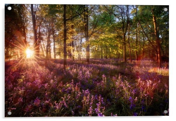 Dawn light shines through bluebell forest Acrylic by Simon Bratt LRPS