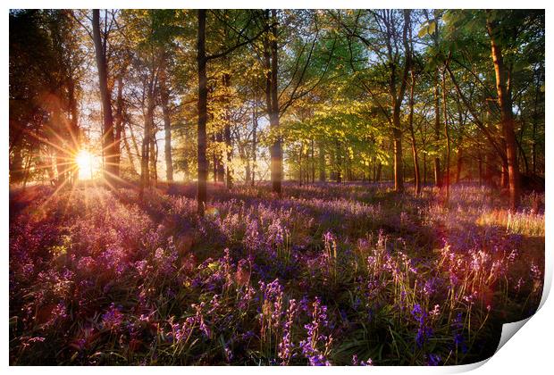 Dawn light shines through bluebell forest Print by Simon Bratt LRPS