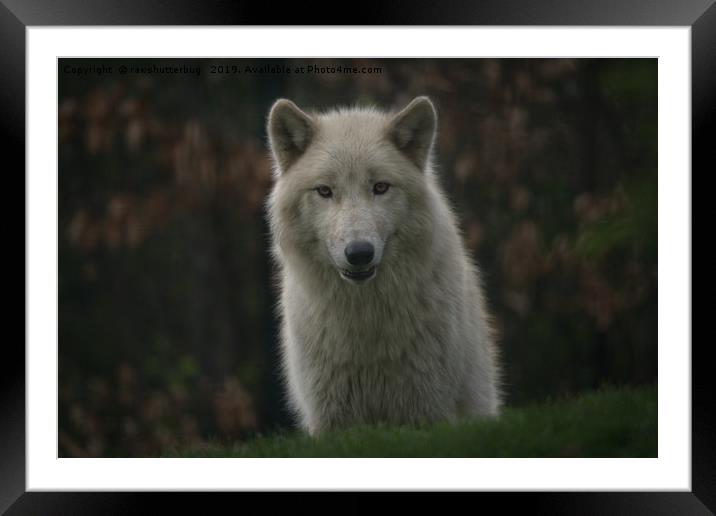 Tundra Wolf  Framed Mounted Print by rawshutterbug 