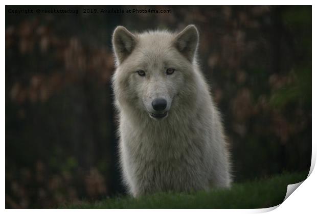Tundra Wolf  Print by rawshutterbug 