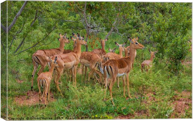 Impala Herd In Limpopo Canvas Print by Gilbert Hurree