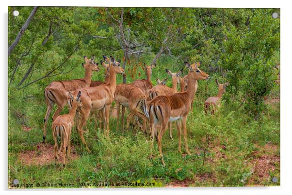 Impala Herd In Limpopo Acrylic by Gilbert Hurree