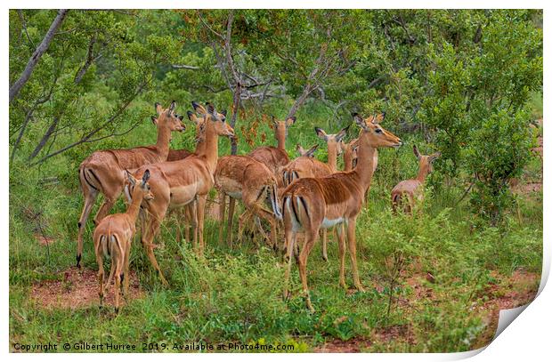 Impala Herd In Limpopo Print by Gilbert Hurree