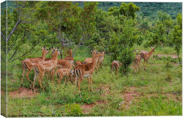 Impala Herd's African Savanna Sojourn Canvas Print by Gilbert Hurree