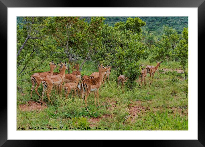 Impala Herd's African Savanna Sojourn Framed Mounted Print by Gilbert Hurree