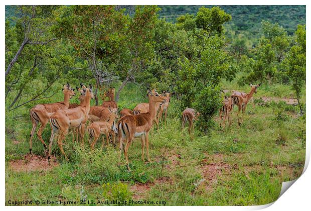 Impala Herd's African Savanna Sojourn Print by Gilbert Hurree