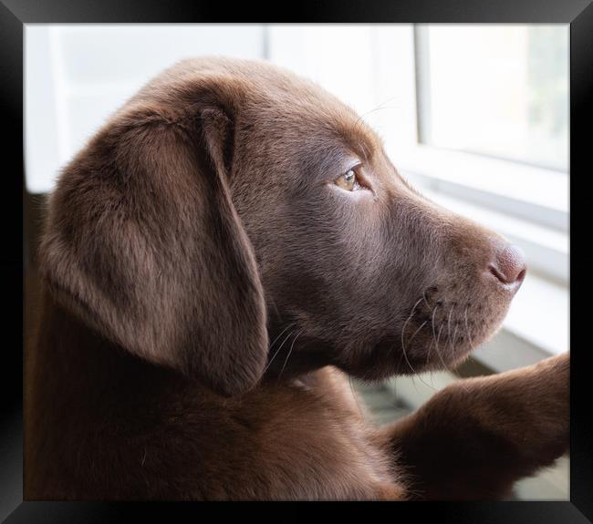 Chocolate Labrador  Framed Print by Simon Wrigglesworth