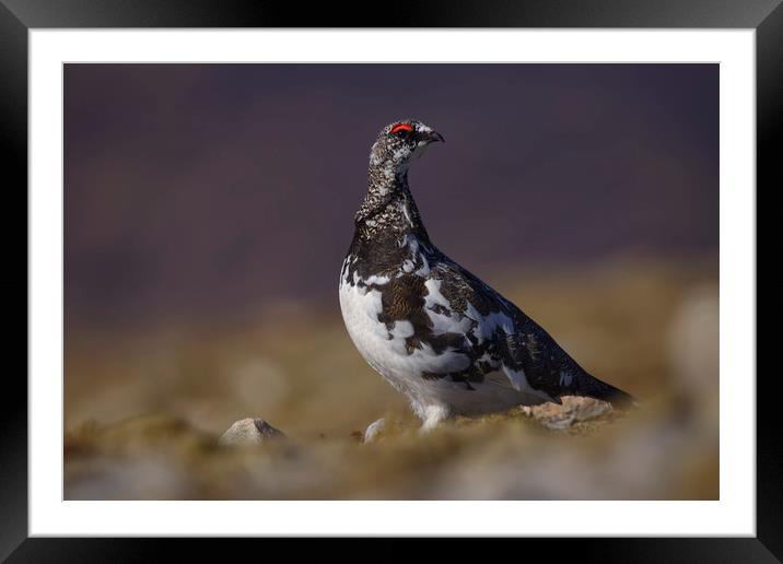 Ptarmigan Framed Mounted Print by Mike Johnston