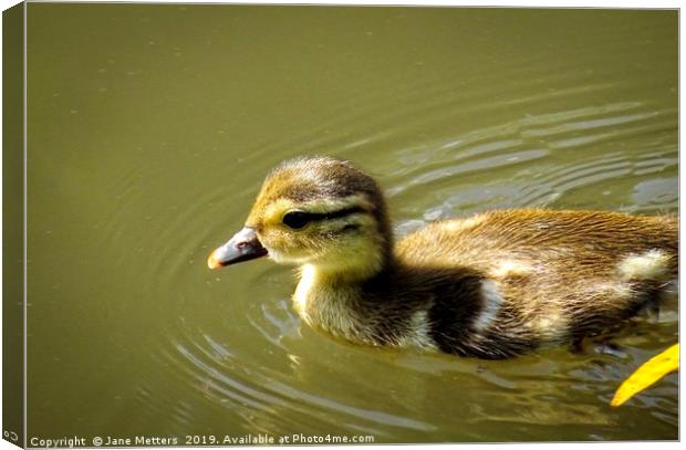 Cuteness Overload Canvas Print by Jane Metters