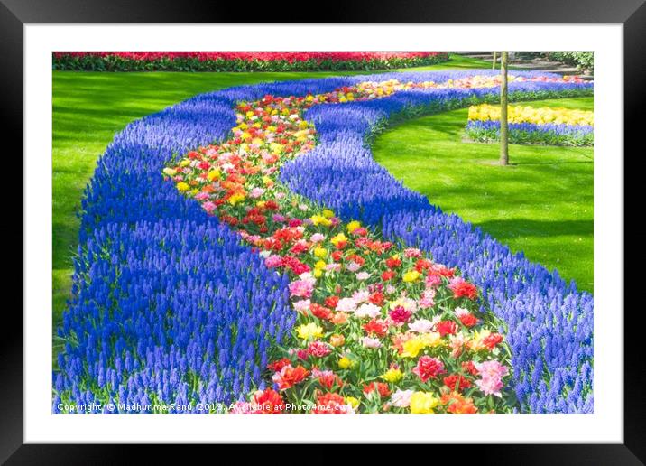 Tulips again from Netherland Framed Mounted Print by Madhurima Ranu
