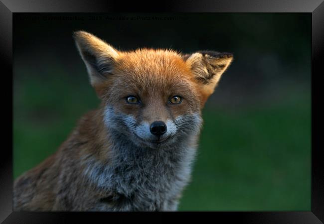 Wild Fox With A Floppy Ear Framed Print by rawshutterbug 