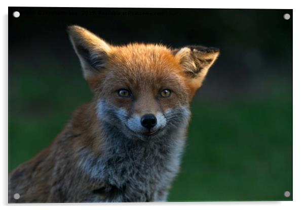 Wild Fox With A Floppy Ear Acrylic by rawshutterbug 
