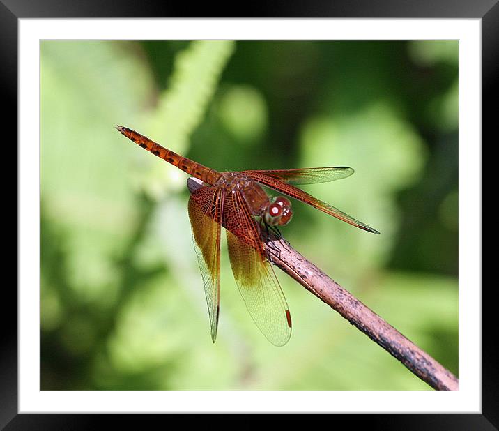 Red Dragon Fly Framed Mounted Print by Bob Johnson