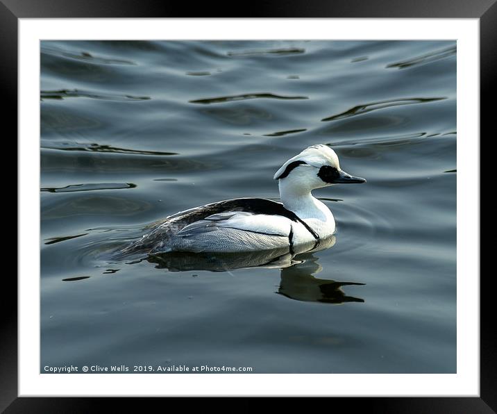 Smew Framed Mounted Print by Clive Wells