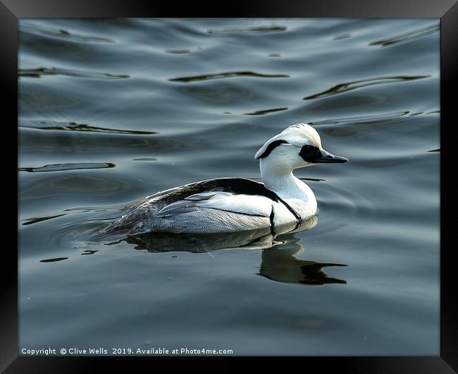 Smew Framed Print by Clive Wells