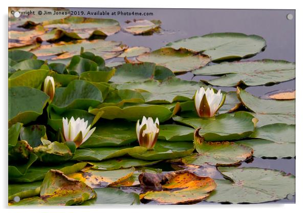Water Lilies Acrylic by Jim Jones