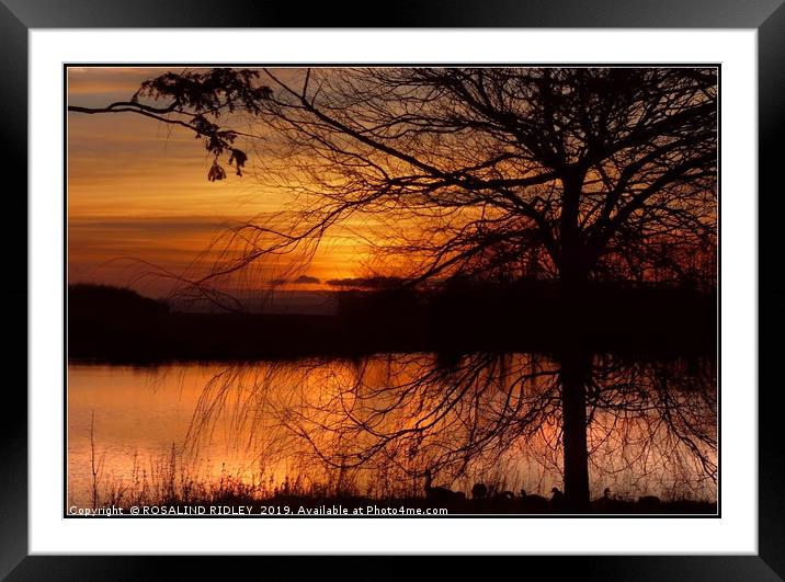 "Sunset through the trees" Framed Mounted Print by ROS RIDLEY