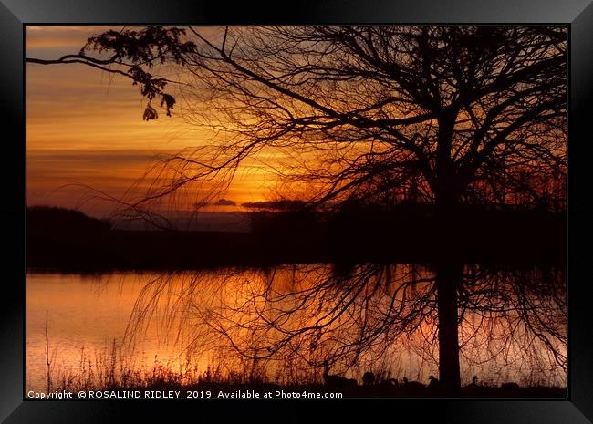 "Sunset through the trees" Framed Print by ROS RIDLEY