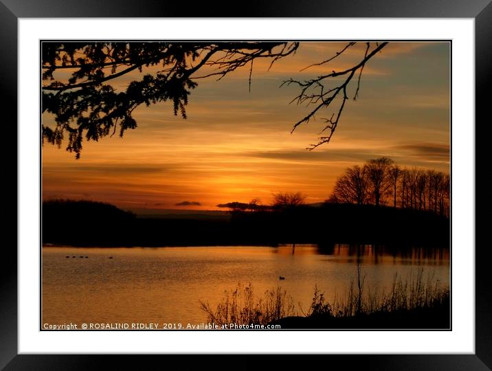 "Sunset through the trees 2" Framed Mounted Print by ROS RIDLEY