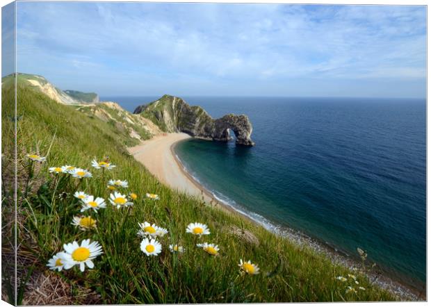 Durdle Daisies Canvas Print by David Neighbour