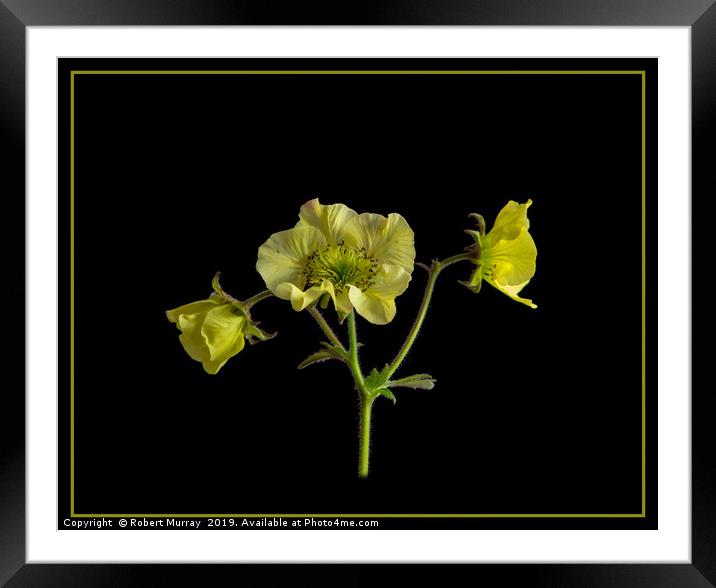 Geum flowers on black background Framed Mounted Print by Robert Murray