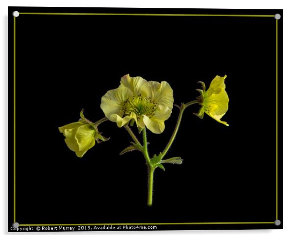 Geum flowers on black background Acrylic by Robert Murray