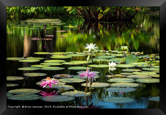 Water Lilies Framed Print by Brian Jannsen