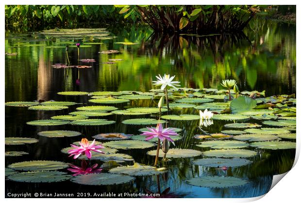 Water Lilies Print by Brian Jannsen