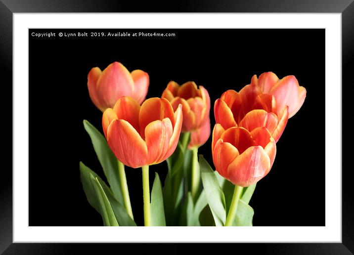 Seven Tulips Framed Mounted Print by Lynn Bolt