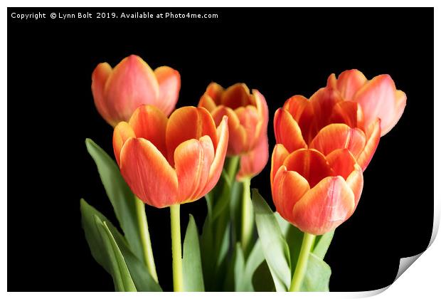 Seven Tulips Print by Lynn Bolt