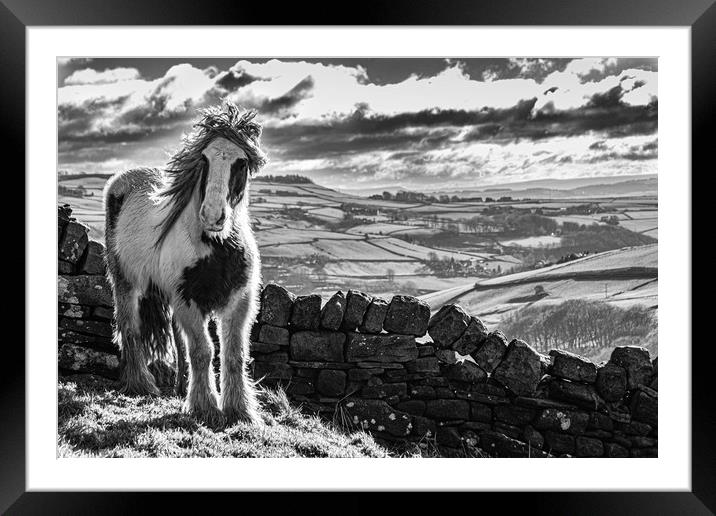 Wild Horses Framed Mounted Print by Mark S Rosser