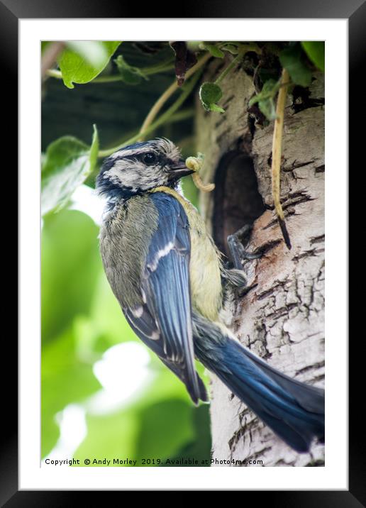 Blue Tit feeding young Framed Mounted Print by Andy Morley