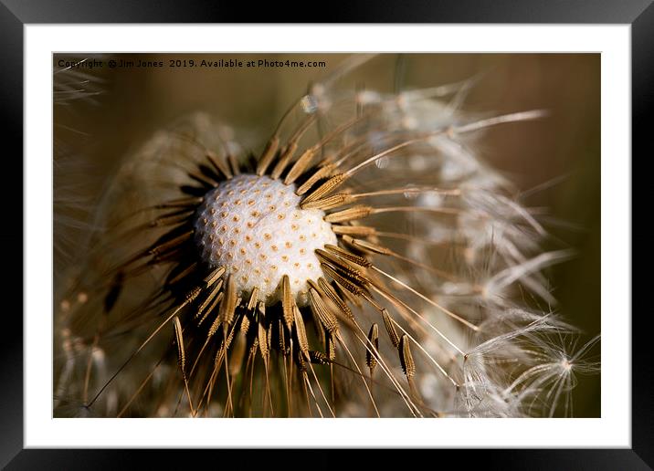 Dandelion seeds and their parachutes (3) Framed Mounted Print by Jim Jones