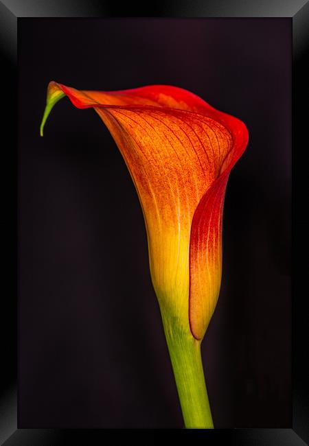 The Elegance of an Orange Calla Lily Framed Print by Steve Purnell
