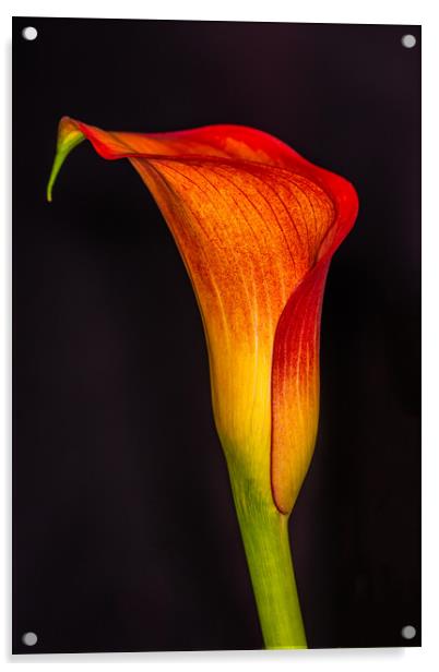 The Elegance of an Orange Calla Lily Acrylic by Steve Purnell