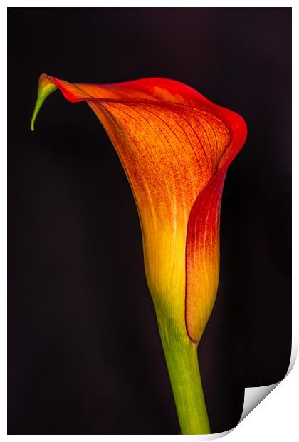 The Elegance of an Orange Calla Lily Print by Steve Purnell
