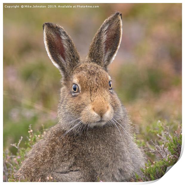 Mountain hare portrait Print by Mike Johnston