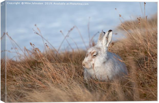 Sunbathing mountain hare Canvas Print by Mike Johnston