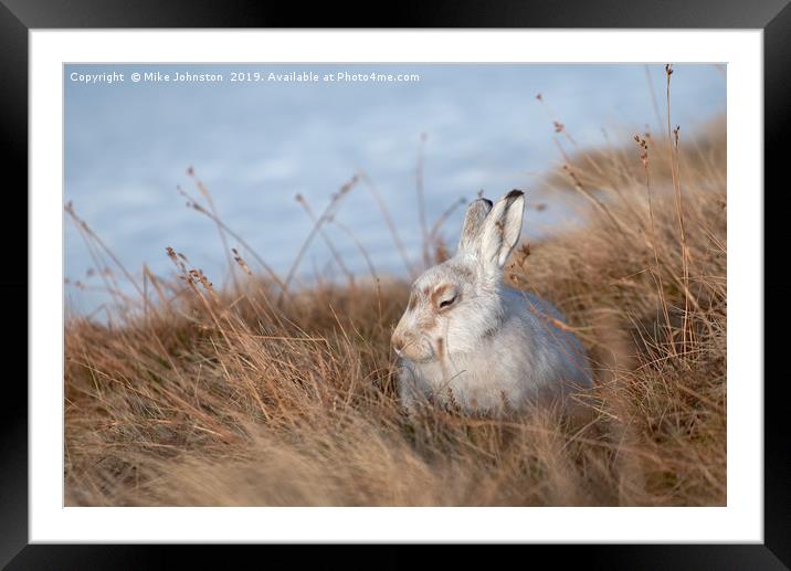 Sunbathing mountain hare Framed Mounted Print by Mike Johnston