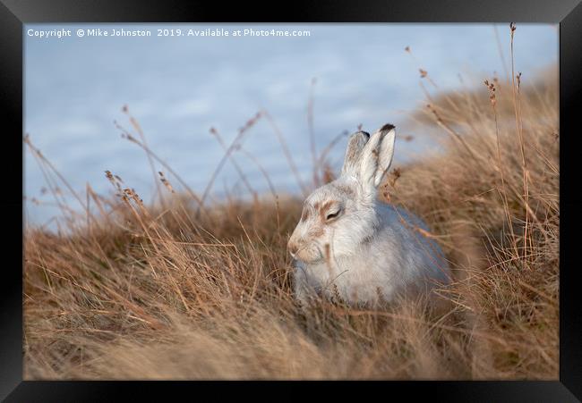 Sunbathing mountain hare Framed Print by Mike Johnston