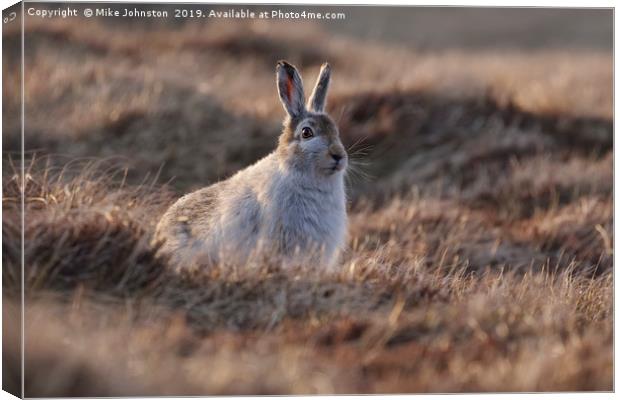 Mountain hare Canvas Print by Mike Johnston