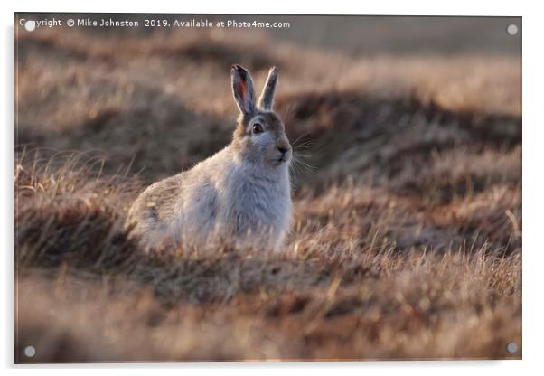 Mountain hare Acrylic by Mike Johnston